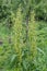 Fresh green organic leaves of Rumex patientia, known asÂ patience dock, garden patience,Â herb patience, orÂ monk`s rhubarb